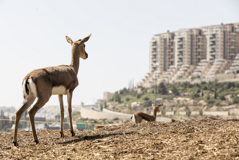 ראיון עם משרד וינשטיין ועדיה אדריכלים- פארק הצבאים, ירושלים